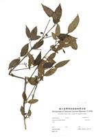 藏品(臺東莢蒾)的圖片
